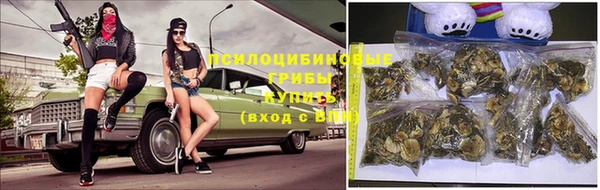 прущие грибы Вязьма